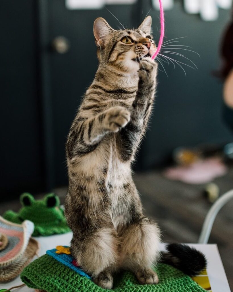 Happy Cat Cafe
