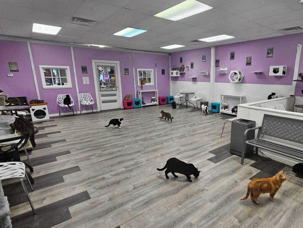 Karma Cat Cafe in Mount Pleasant