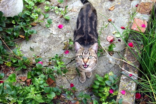 miowing cat pictures