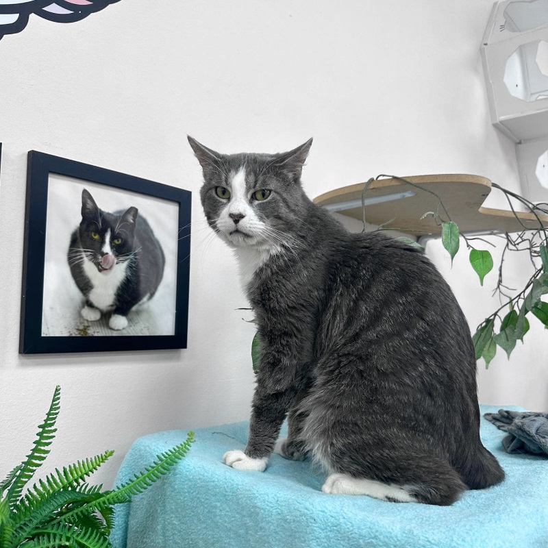 painting of cats