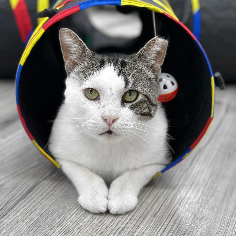 pride cat tunnel