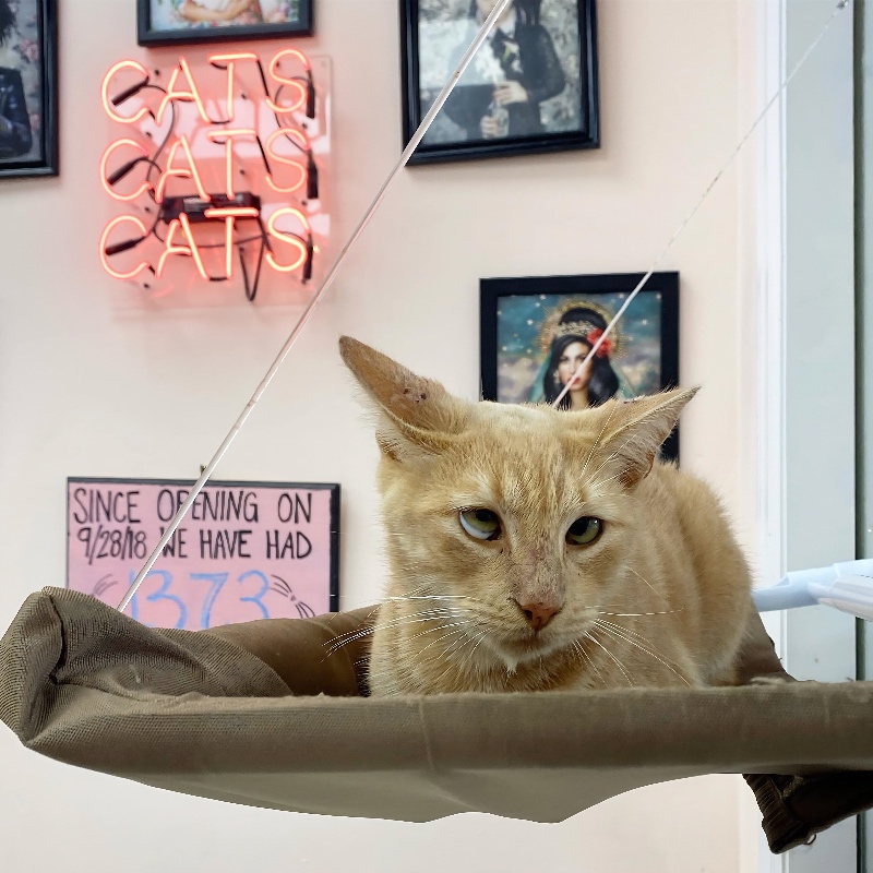 The Shabby Tabby cat café in Sayville, Long Island