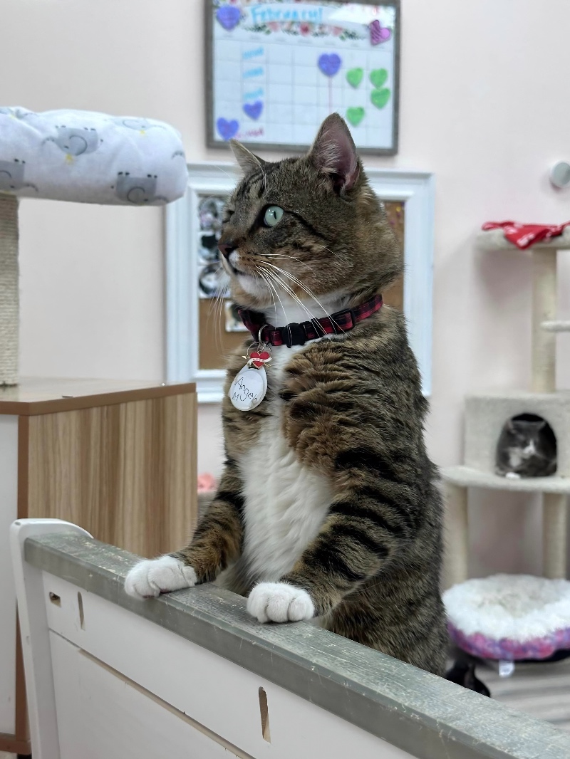 cat standing on its hind legs