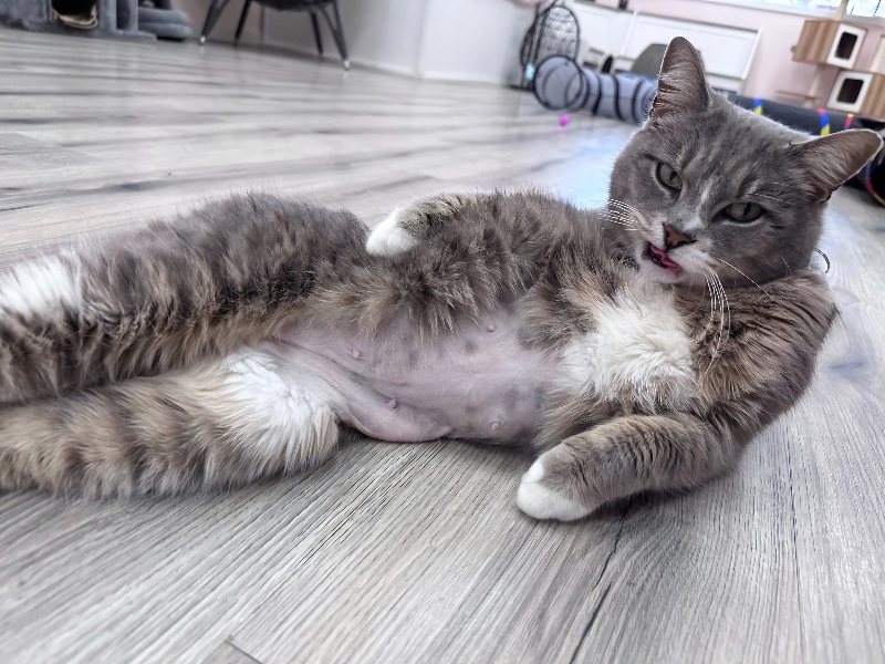 Deborah from The Shabby Tabby cat café in Sayville, Long Island