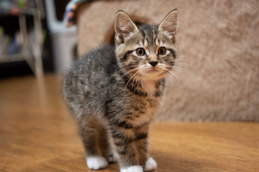 Tiny Lions cat cafe in Michigan