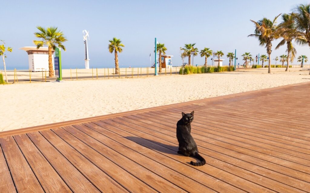 Dubai beach cat