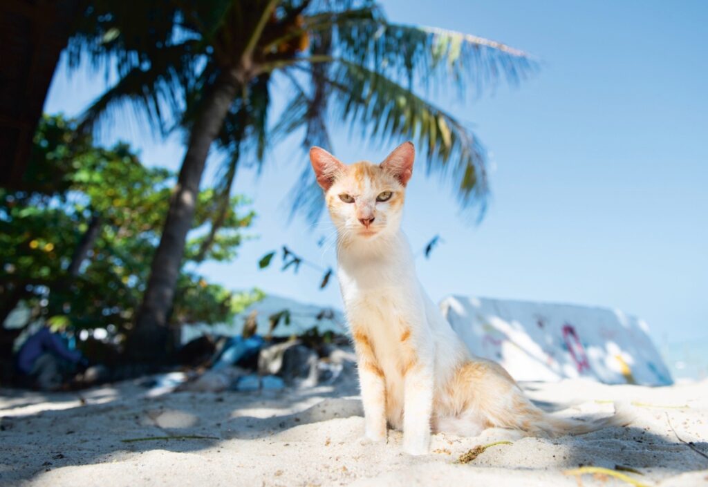 Cats of the World