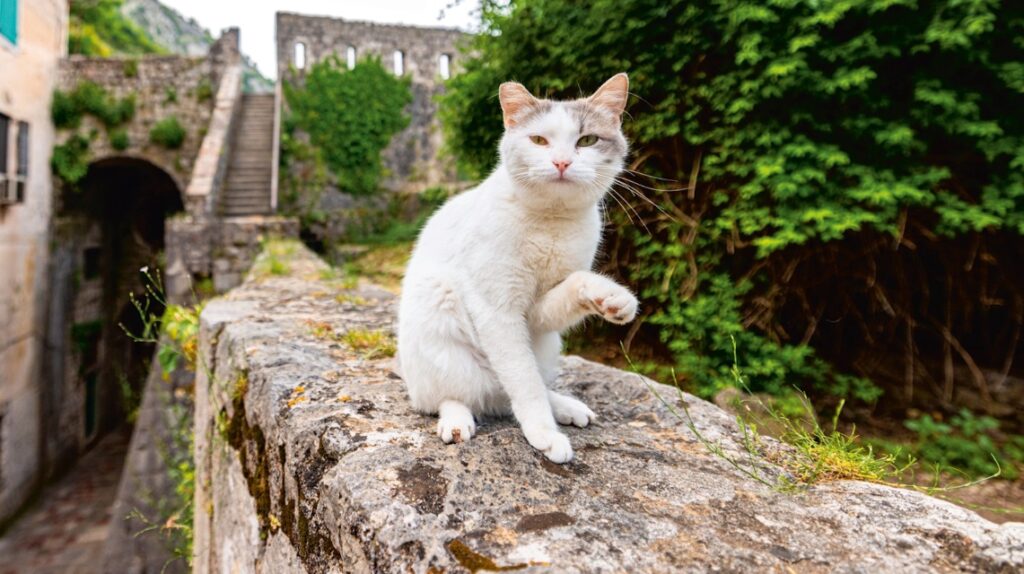 a cat in Montenegro