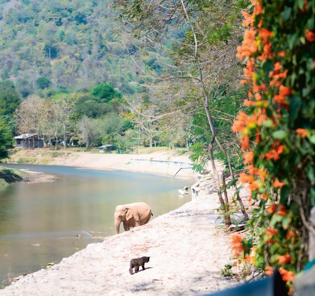 a cat and an elephant in Thailand