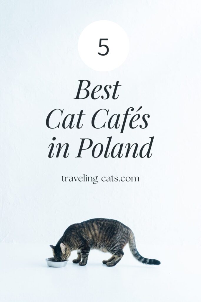 best cat cafés in Poland
