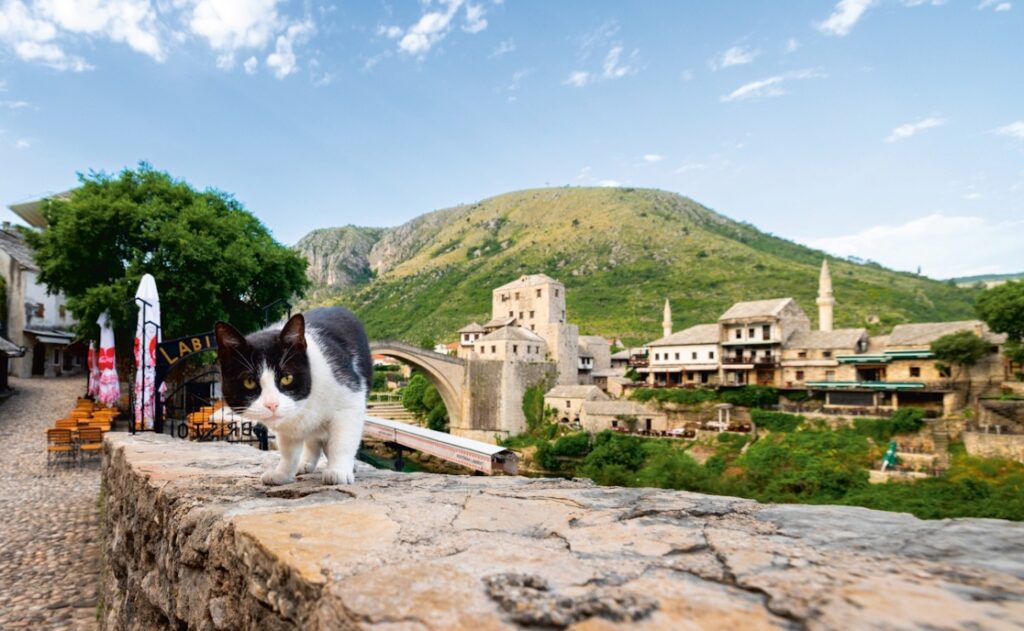 a cat in Bosnia and Herzegovina