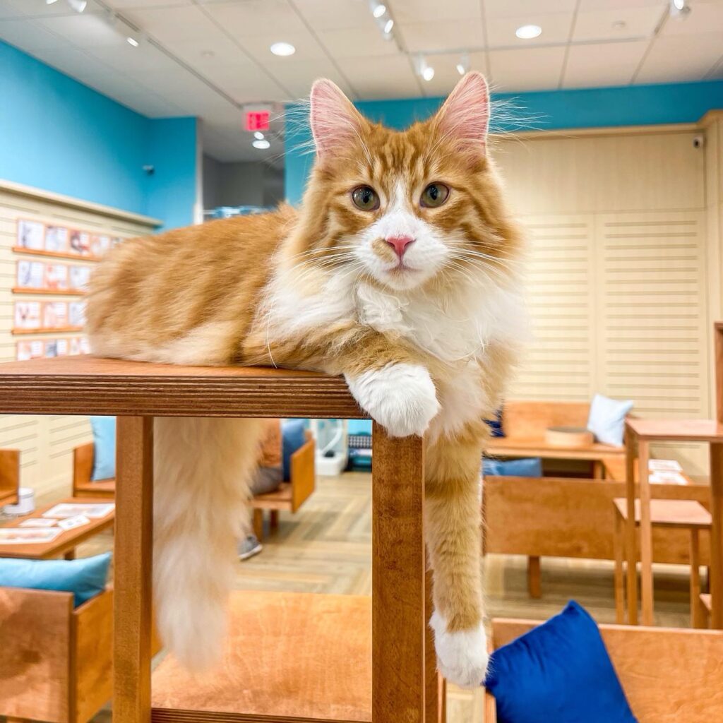 Cat Cafe MOFF International Market Place