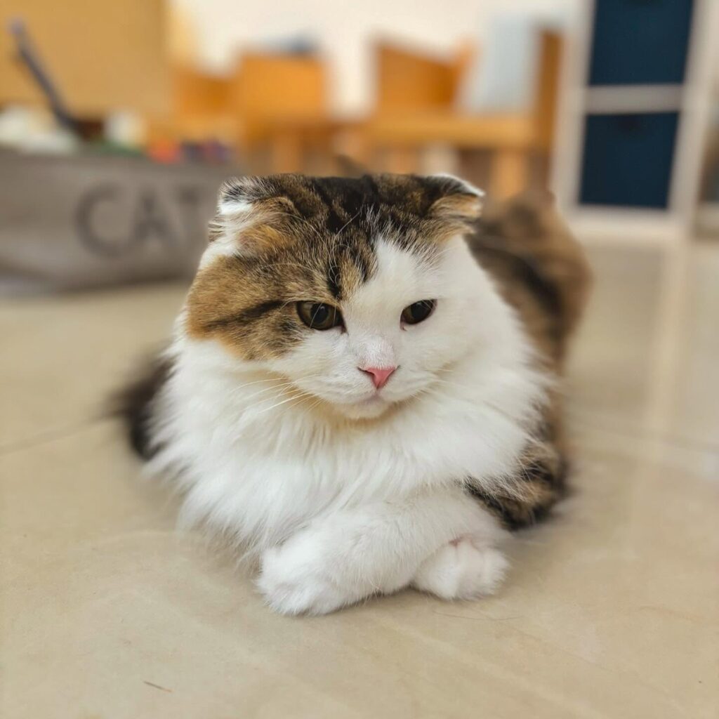 Cat Cafe MOFF Pearlridge Center