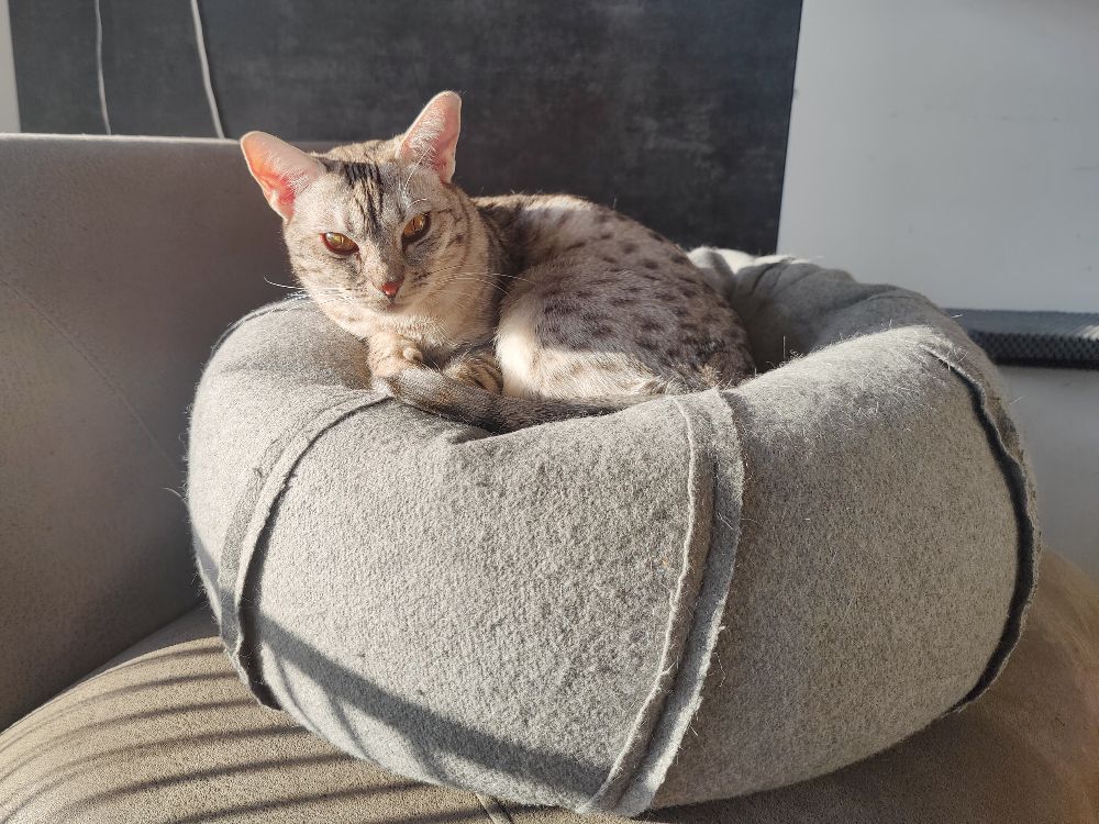 cat café Warsaw