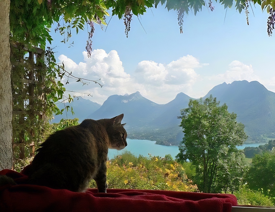 cat in Perroix France