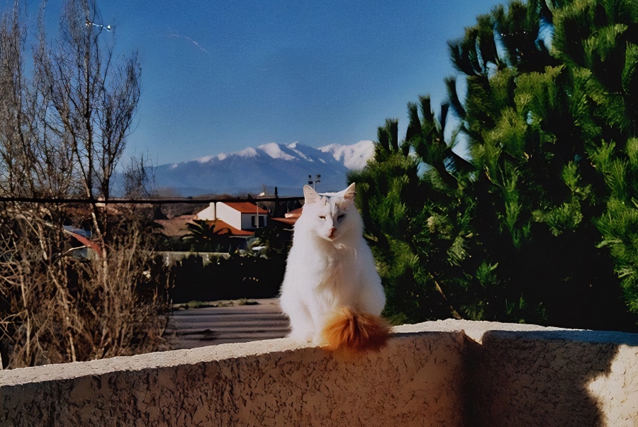 Chat turque in Montpellier