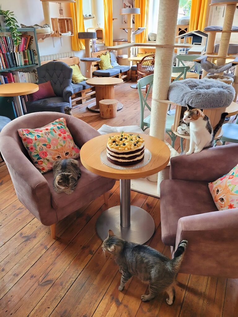 Kotka Cafe - Kocia Kawiarnia w Gdańsku in Gdańsk