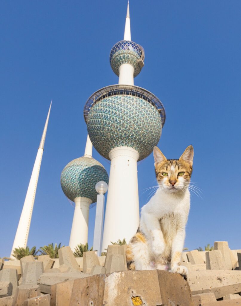 a cat in front of the Kuweit Towers