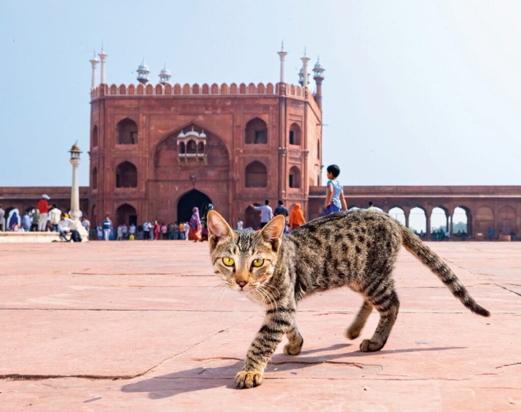 A cat strolling pas the Nili Masjid mosque in Delhi, India