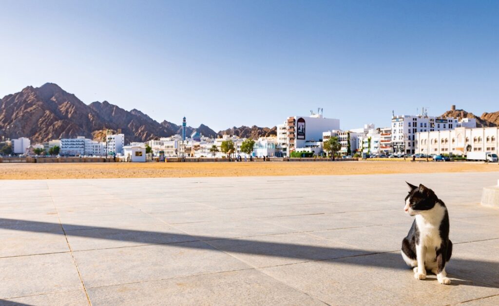 a cat in Oman