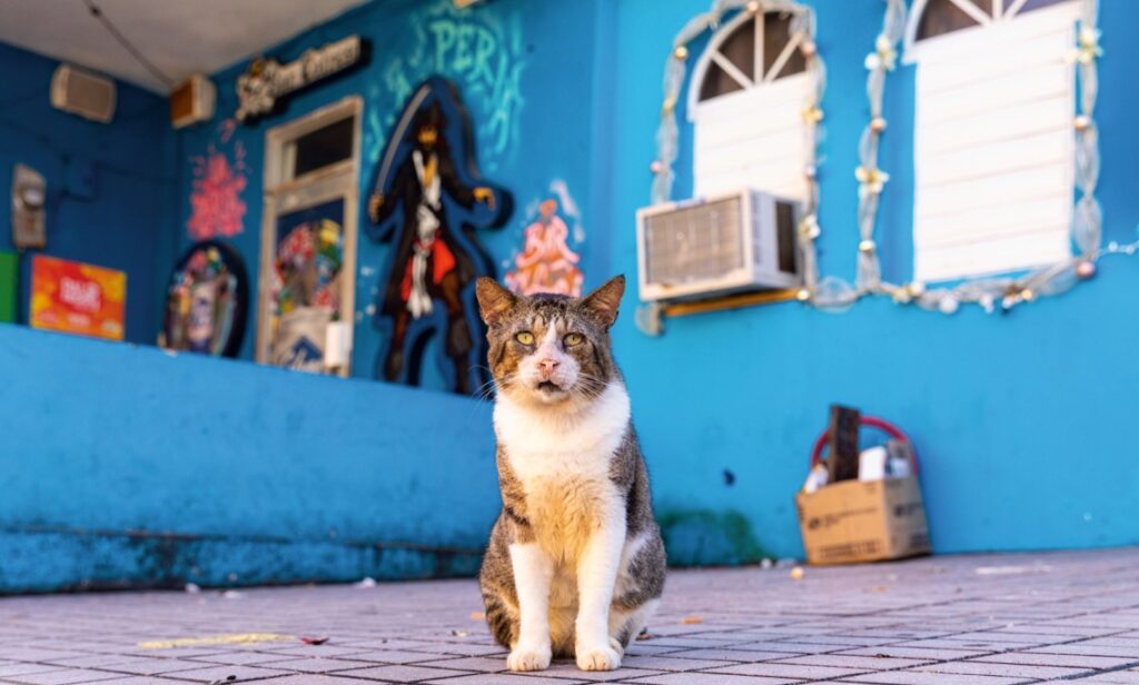 a cat in San Juan