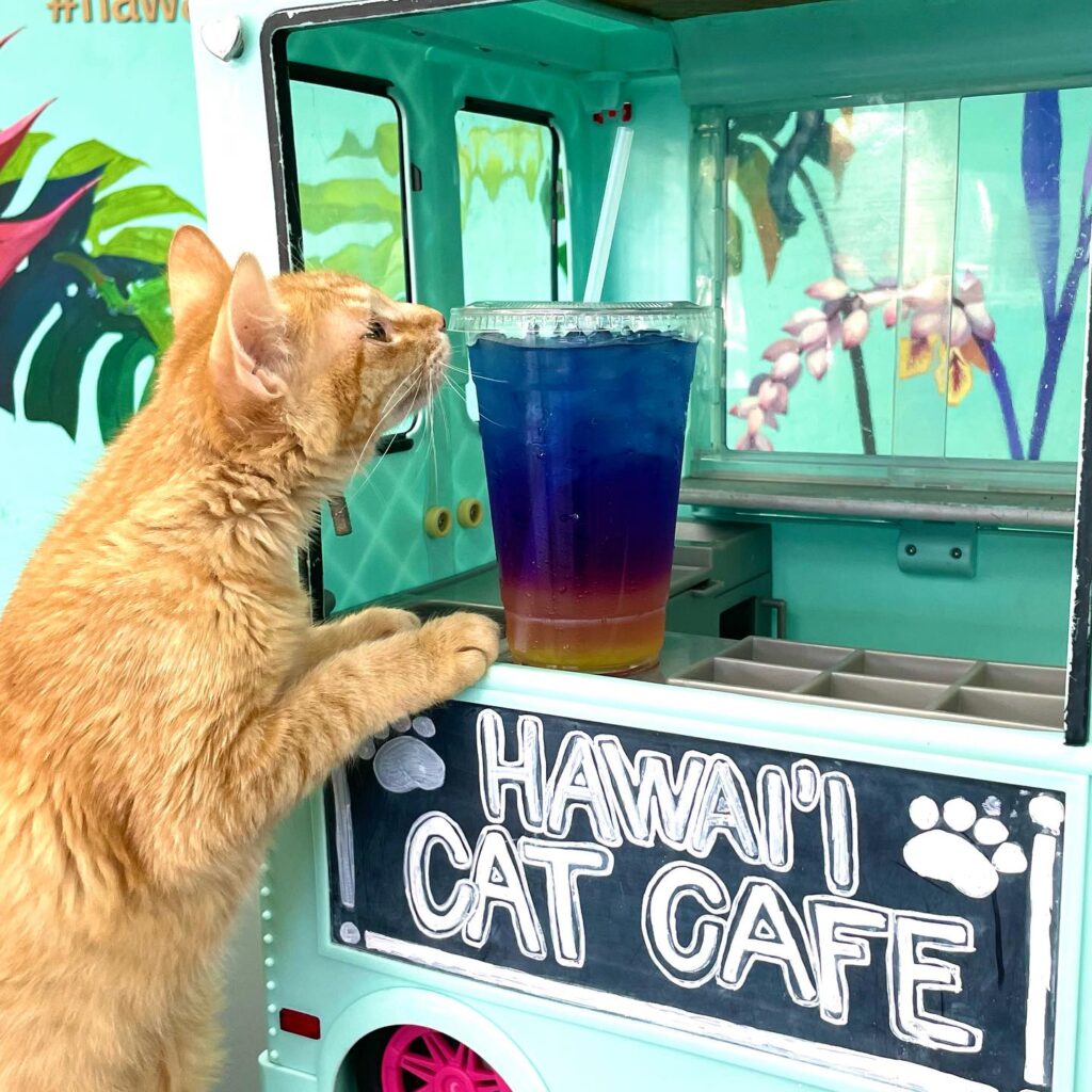Waikiki Beach cafe