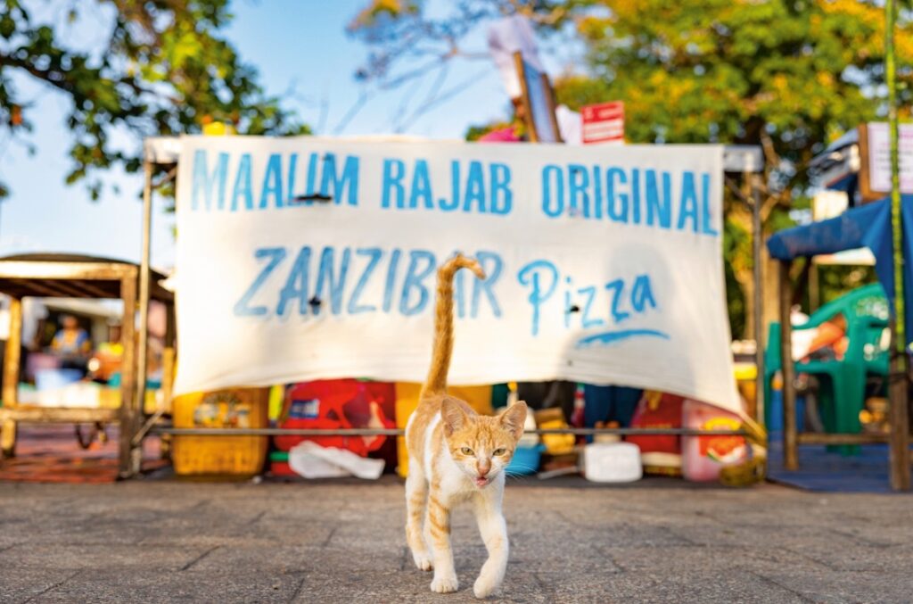 a cat in Zanzibar