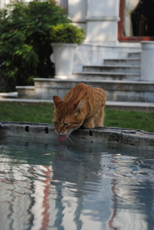 Blue Mosque cat