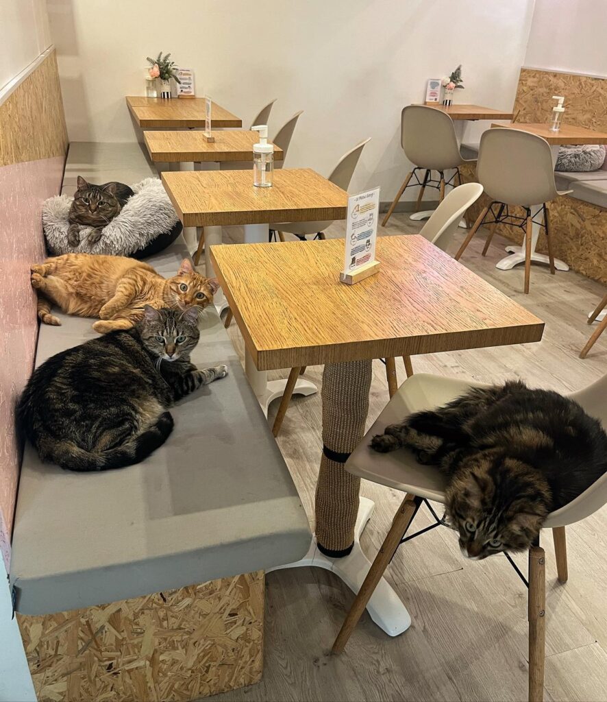 Meow Cats Café in Aix en Provence