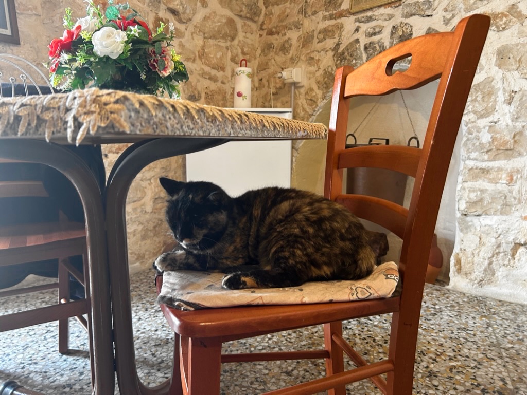 Alberobello's Ancient Trullo cat