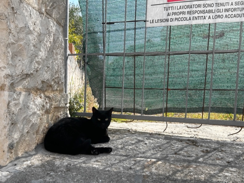 Alberobello black cat