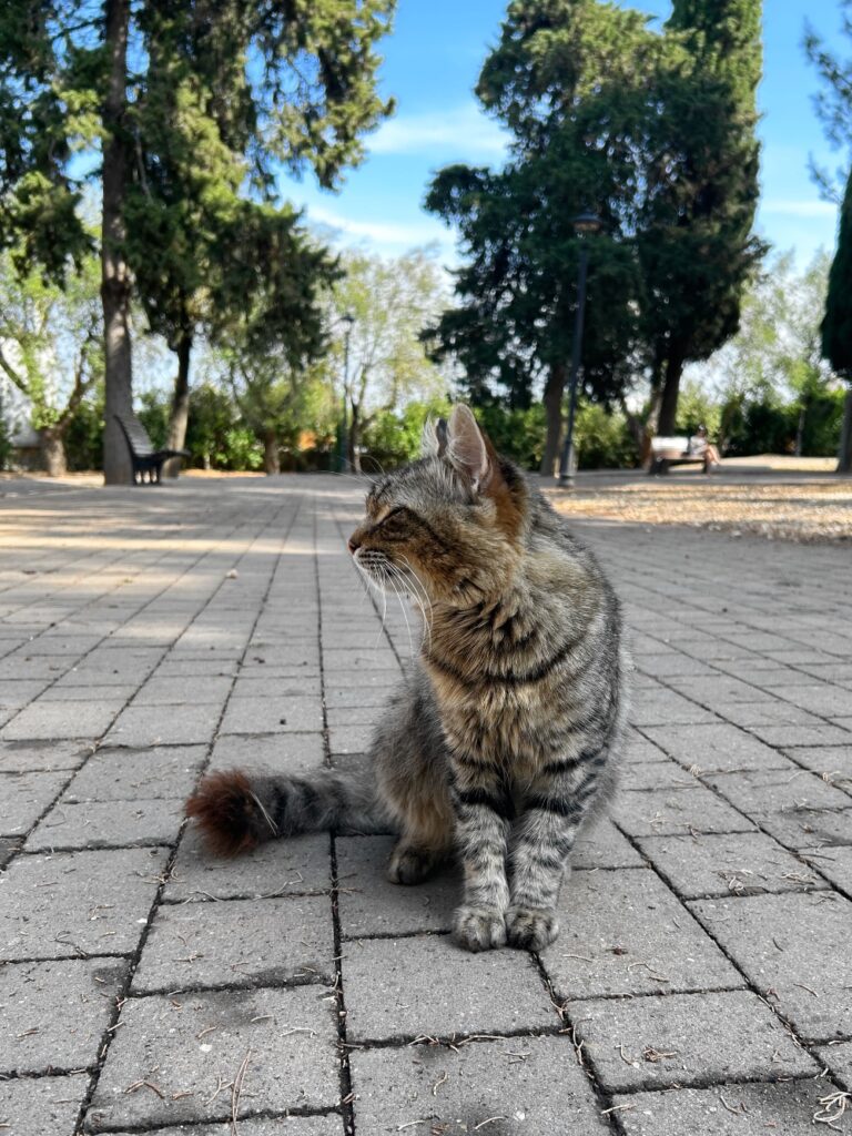 Alberobello cat in park