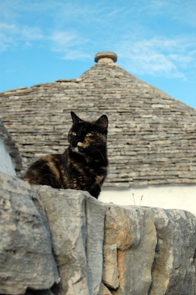 Alberobello trullo rooftop and a cat