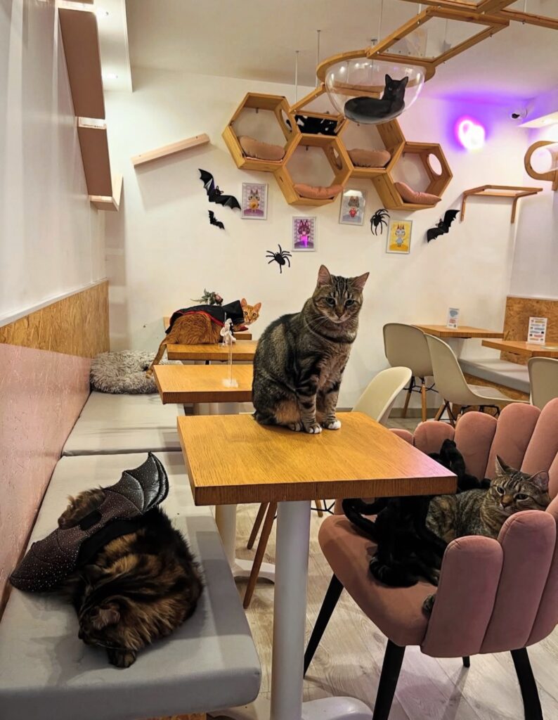 cat café Halloween