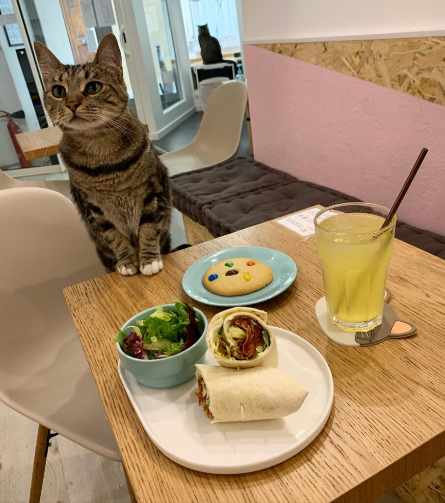 cat wants tortilla