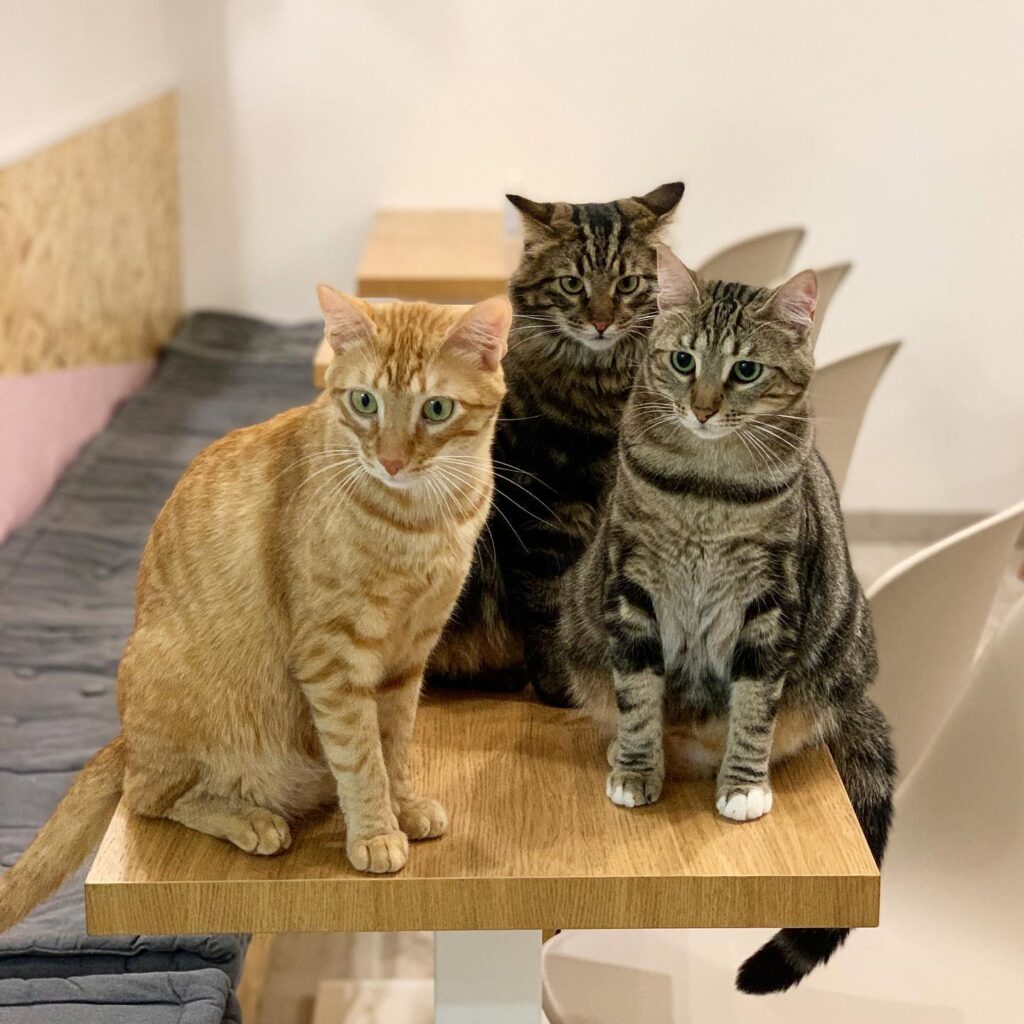 cats