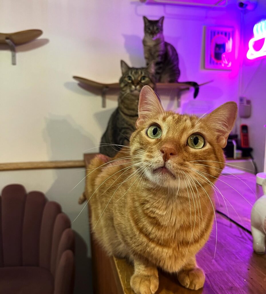 Meow Cats Café