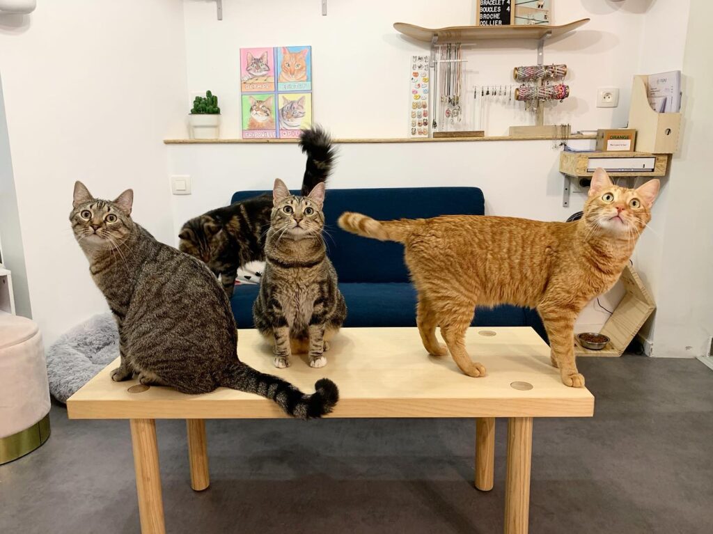 three cats on a table