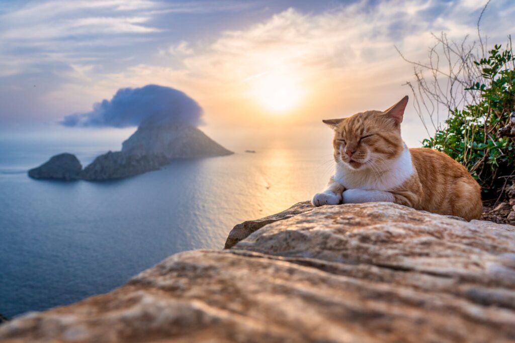 ginger cat posing by the Es Vedrà rock in Ibiza