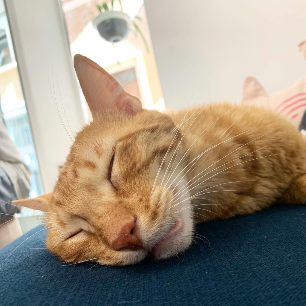 Sleeping Dexter