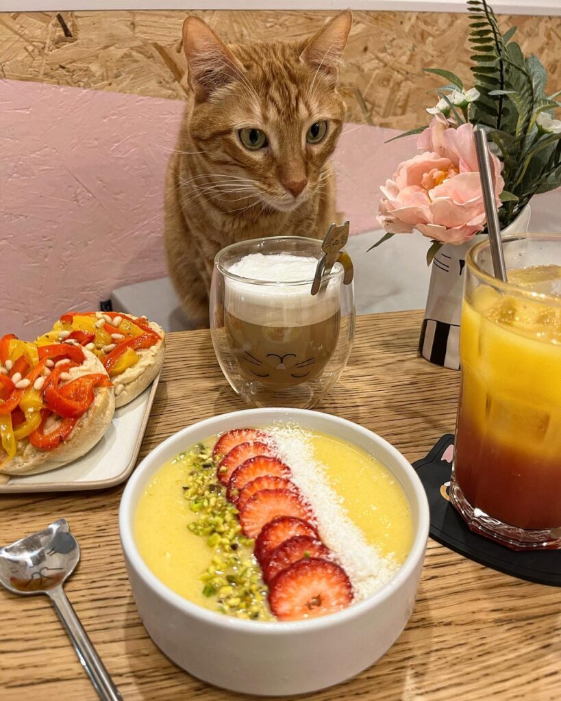healthy breakfast and Dexter the cat