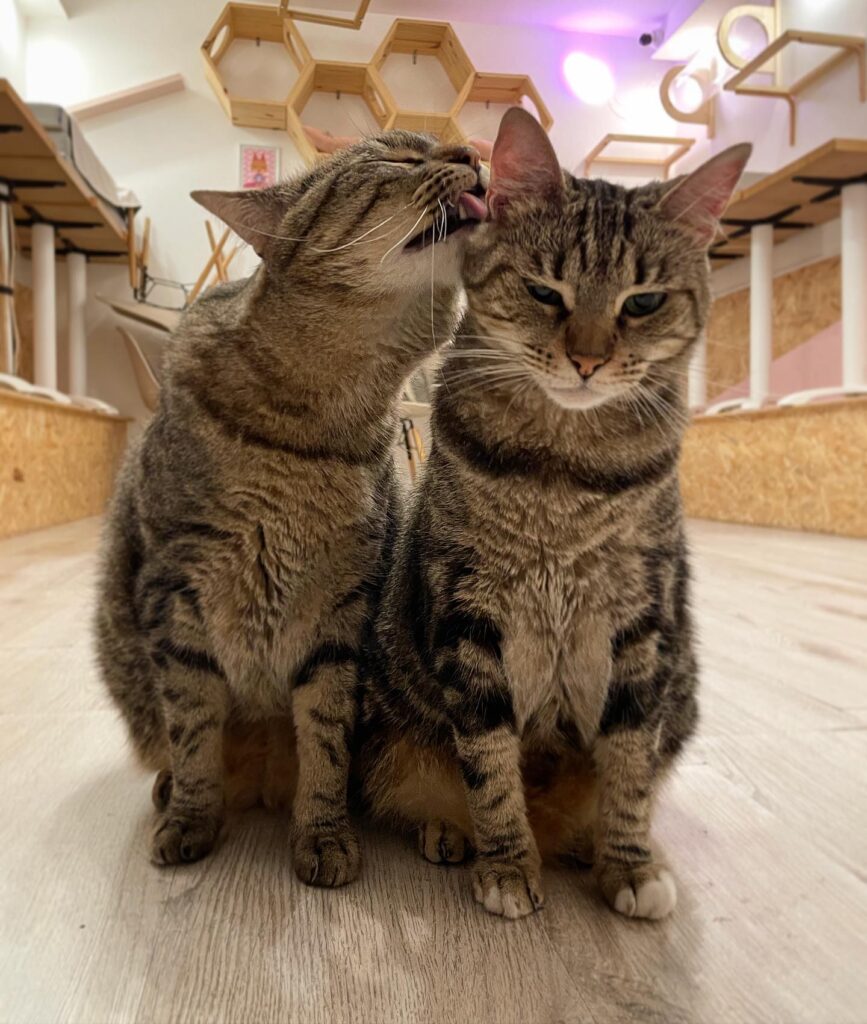 homemade cat structures