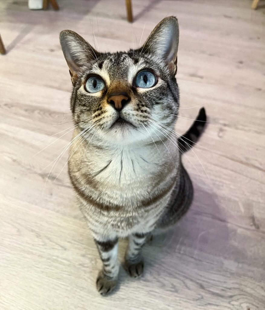 Kida of Meow Cats Café