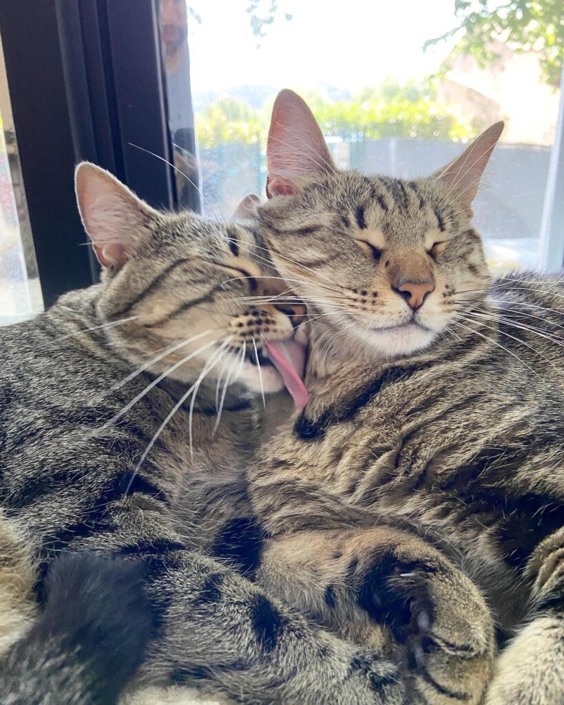 kissing tabby cats