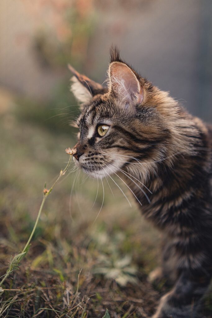 Maine Coon cat breed