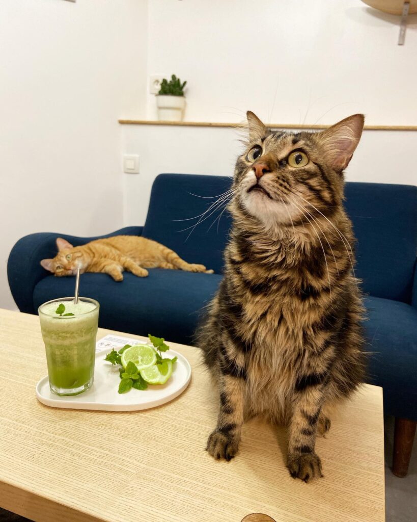 green smoothie with a cat