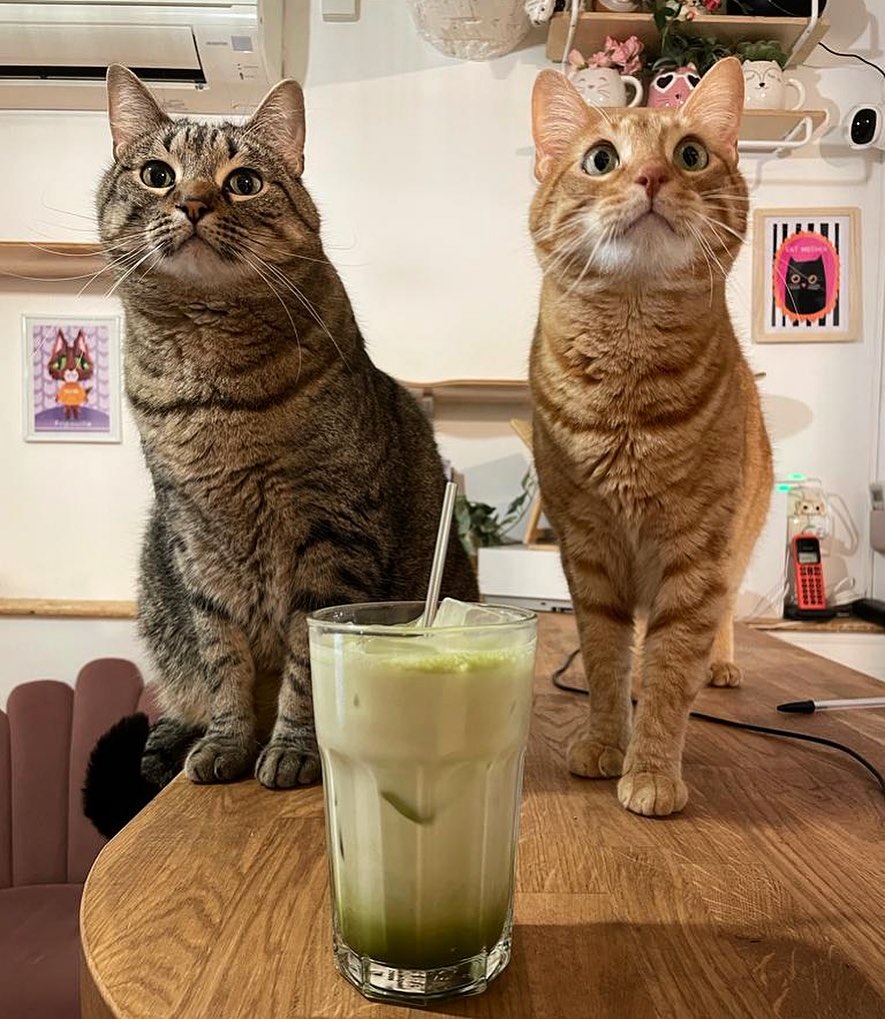 matcha latte and cats