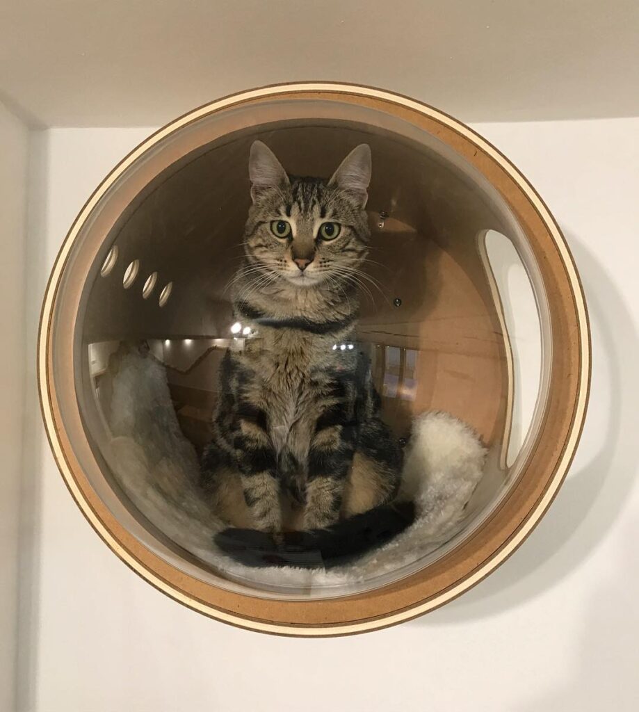Meow Cats Café