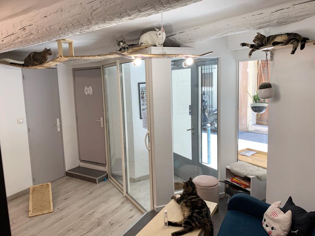 Meow Cats Café entrance