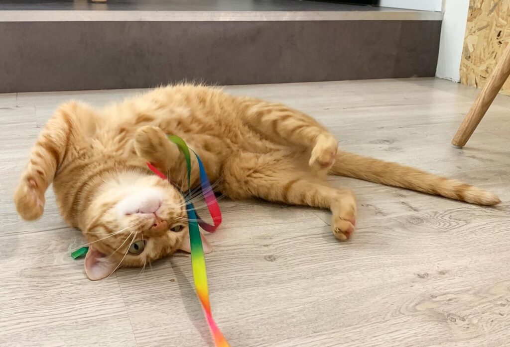 rainbow cat toy